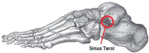 Sinus Tarsi Image 1